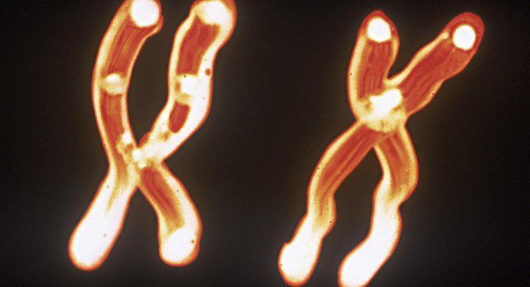 ¿Cuál es la relación entre los cromosomas, el ADN y los genes?