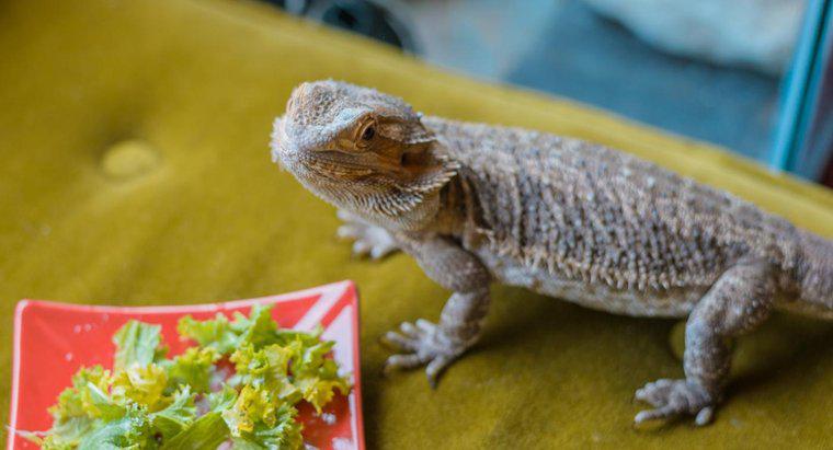 ¿Pueden los dragones barbudos comer brócoli?