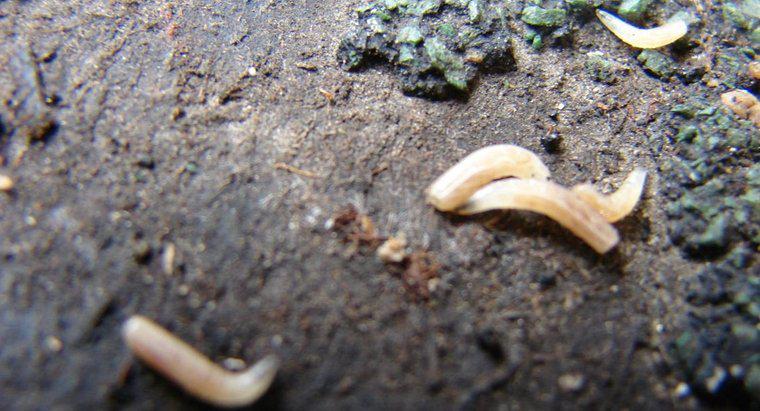 ¿Cuánto tiempo viven los gusanos?