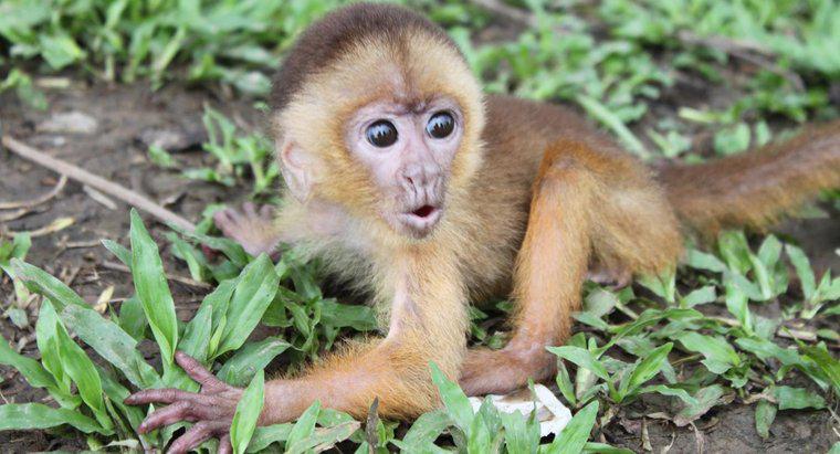 ¿Qué es el hábitat de un mono?