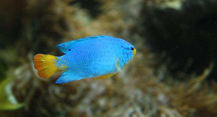 ¿Cómo se adaptan los peces a su entorno?