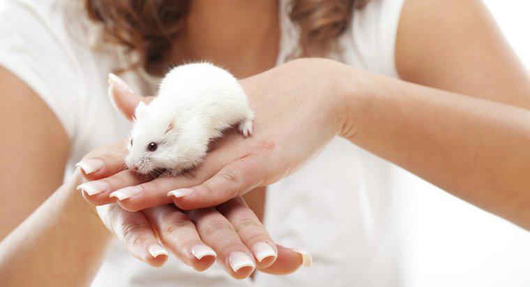 ¿Los ratones muerden a los humanos?