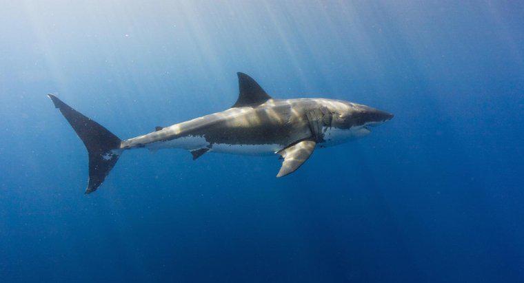 ¿Pueden los tiburones vivir en agua dulce?