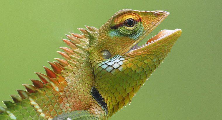 ¿Cuáles son las etapas de la vida de un lagarto?