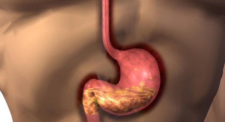 ¿Cuál es la función del estómago humano?