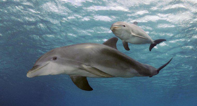 ¿Qué tan grandes son los delfines cuando nacen?