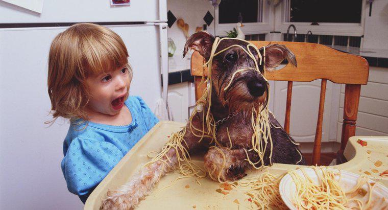 ¿La pasta es buena para los perros?