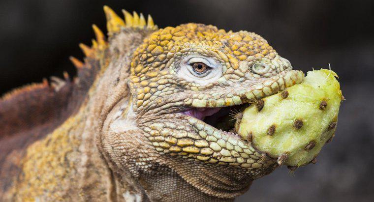 ¿Qué comen las iguanas?