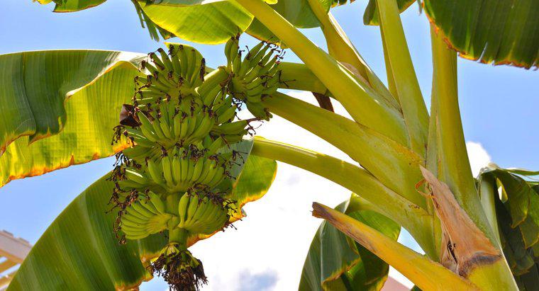 ¿Las bananas crecen en árboles o arbustos?