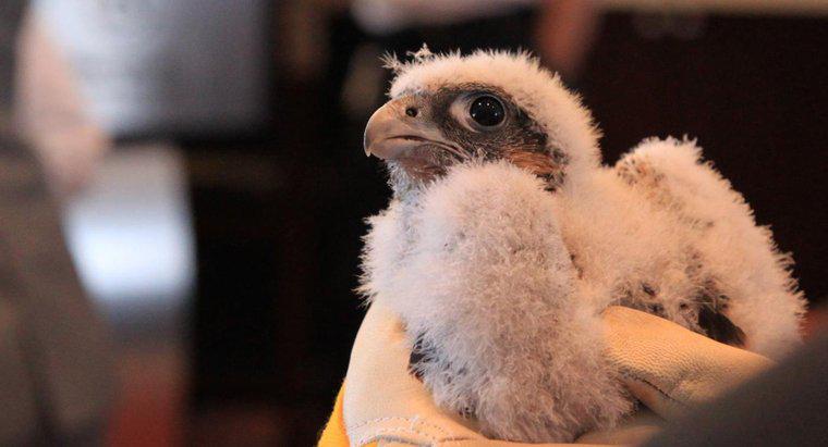 ¿Cuál es el nombre de un bebé Falcon?