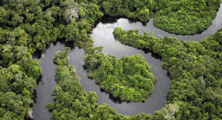 ¿Cuánta selva tropical se reduce cada día?