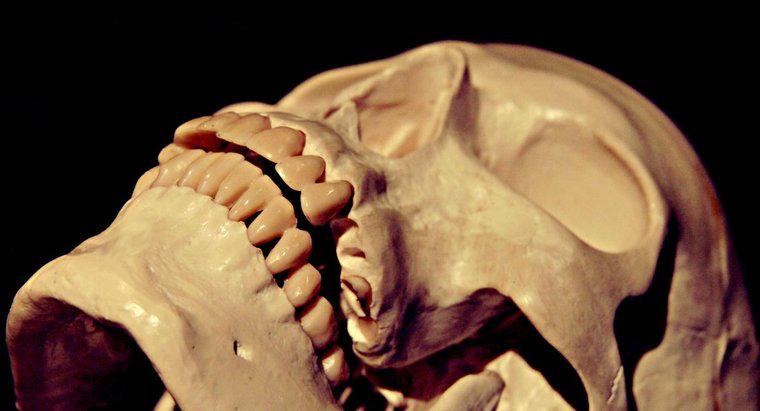 ¿Cuánta presión puede soportar el cráneo humano?