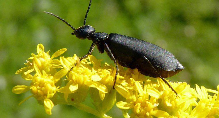 ¿Qué animales comen escarabajos?