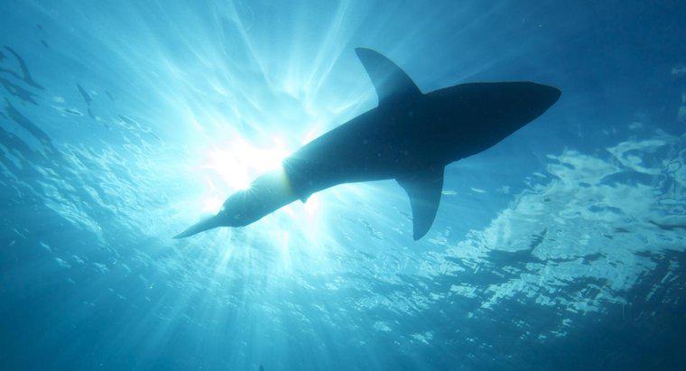 ¿Qué significa cuando sueñas con ser atacado por tiburones?