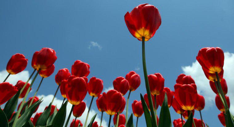 ¿Son los tulipanes venenosos?