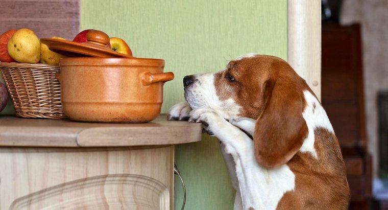 ¿Cuáles son algunas nueces que son tóxicas para los perros?