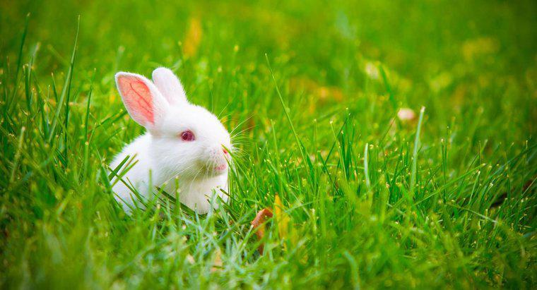 ¿Qué significa cuando las orejas de los conejos sobresalen?