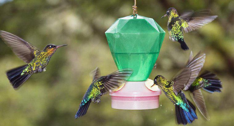 ¿Cómo hacer comida de colibrí?