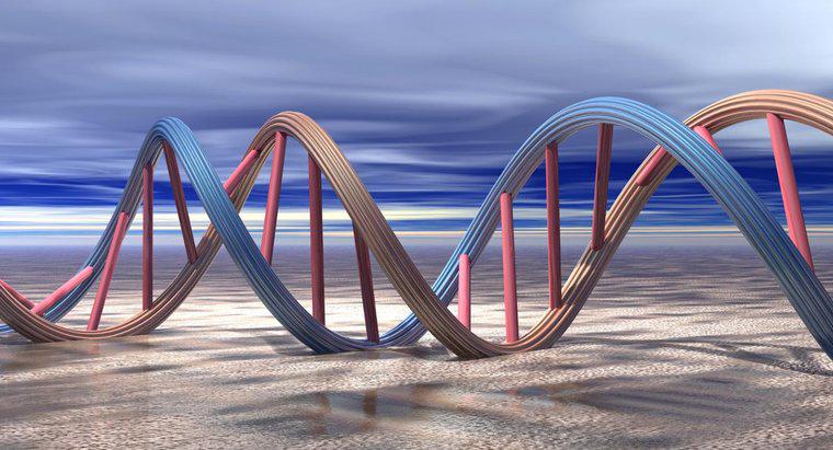 ¿Por qué el ADN necesita replicarse?