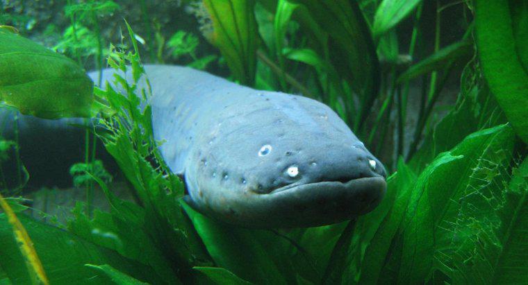 ¿Qué tan fuerte es el shock de una anguila eléctrica?