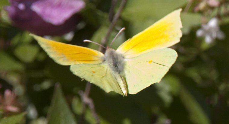 ¿Qué simboliza una mariposa amarilla?