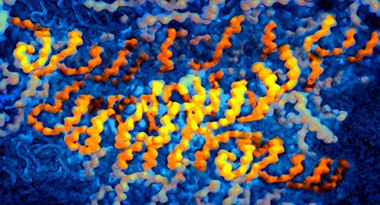 ¿Qué virus contienen ARN como información genética?