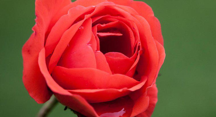 ¿Cuál es el nombre científico de una rosa?