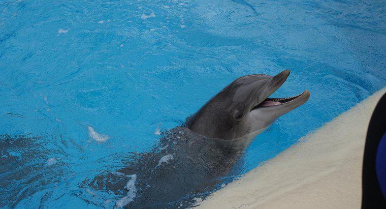 ¿Qué es el rango de audición de un delfín?