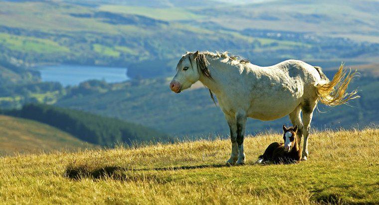 ¿Qué es un pony de la montaña de Gales?