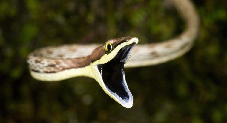 ¿Cómo las serpientes digieren su comida?