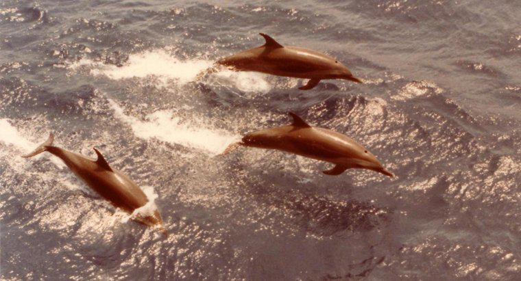 ¿Por qué los tiburones le tienen miedo a los delfines?