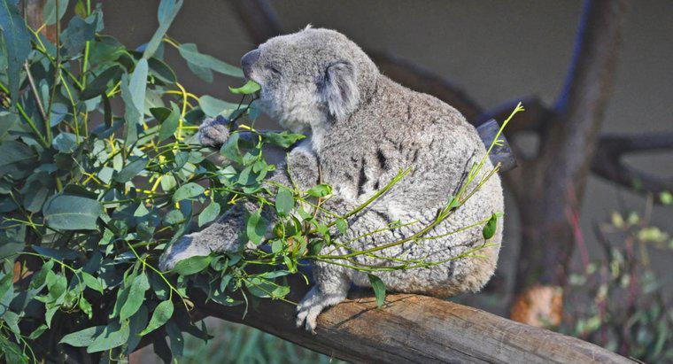 ¿Qué come un oso koala?