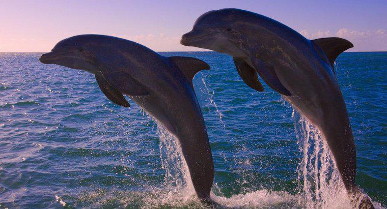 ¿Cuántos delfines quedan en el mundo?