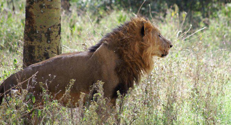 ¿Qué comen los leones africanos?