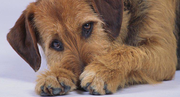¿Qué causa que un perro tenga diarrea con sangre y mucosidad?