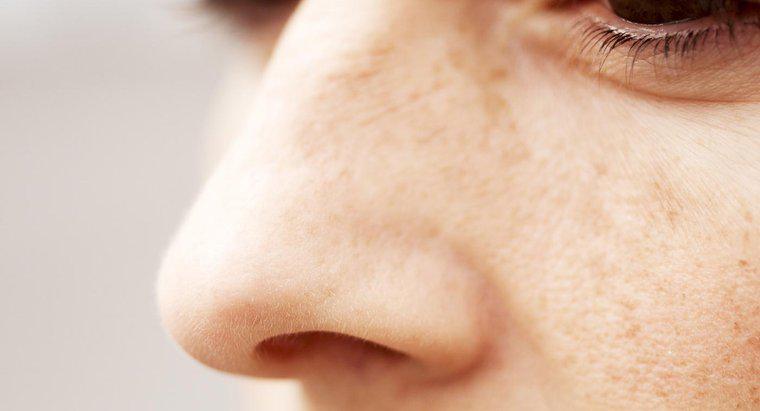 ¿Cuáles son las dos funciones de la mucosa que se encuentran en la cavidad nasal?
