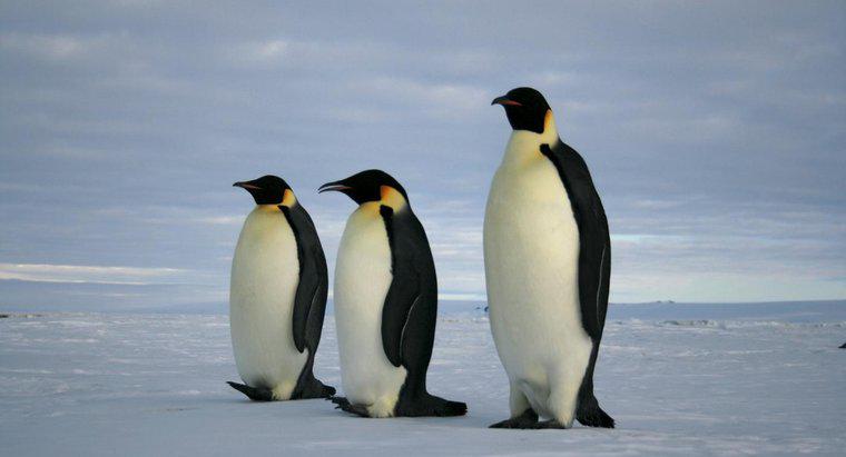 ¿Qué come los pingüinos emperador?