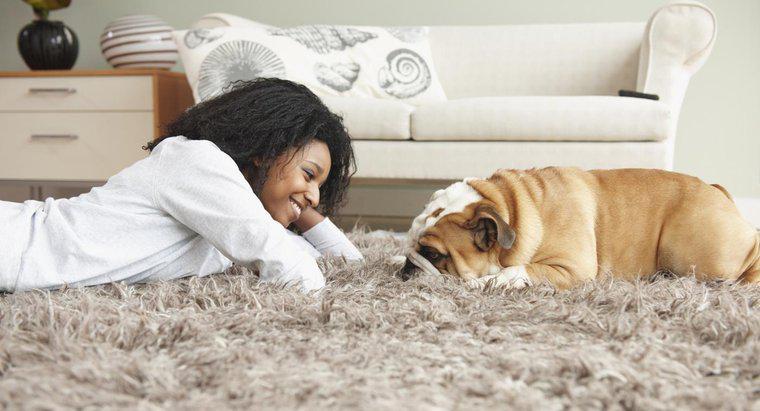¿Qué puedo poner en la alfombra para evitar que el perro la orine?