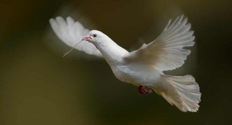 ¿Qué simbolizan las palomas blancas?