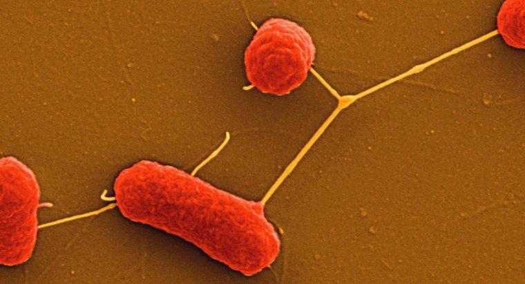¿Qué son las bacterias no desagradables?