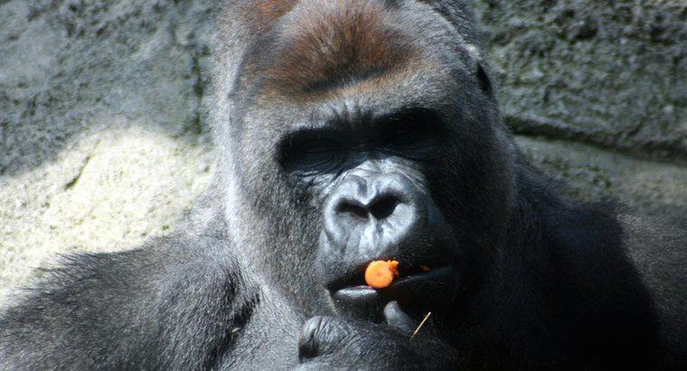 ¿Son los gorilas omnívoros o herbívoros?