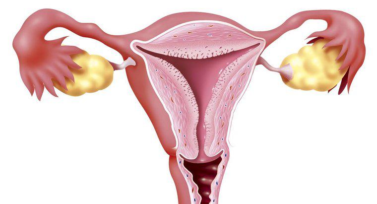 ¿Cuál es la función del cuello uterino?