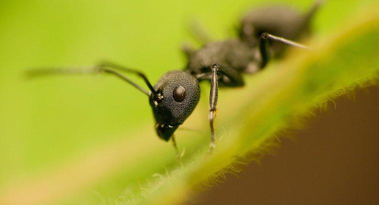¿Son las hormigas herbívoras o carnívoras?
