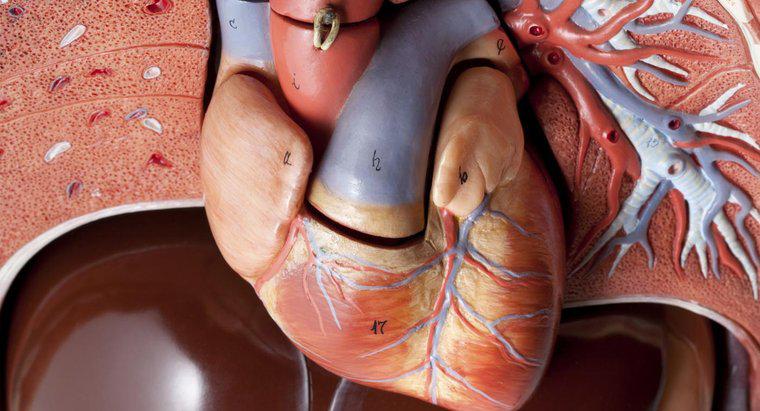 ¿Cuántas arterias hay en el corazón humano?