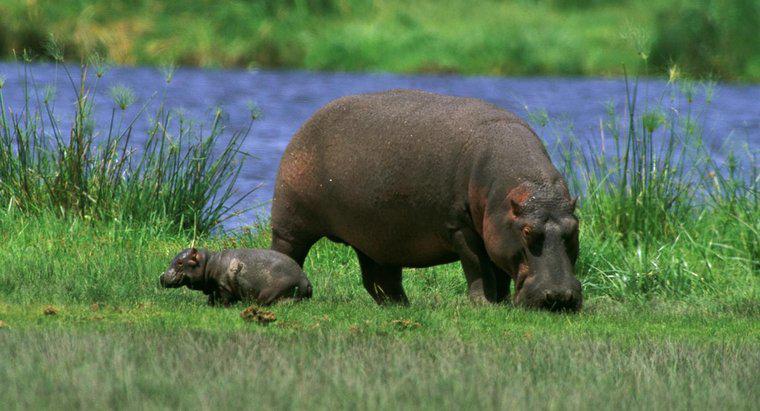 ¿Qué tan grande es un bebé hipopótamo?