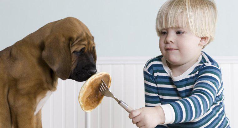 ¿Por qué un cachorro puede dejar de comer o beber?
