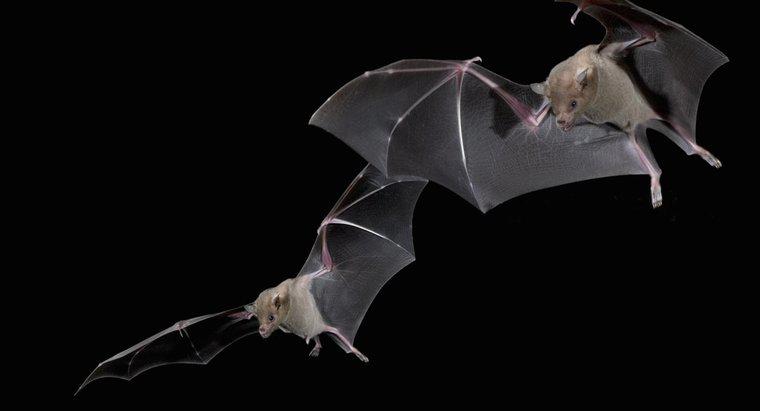 ¿Cómo los murciélagos encuentran su camino en la oscuridad?
