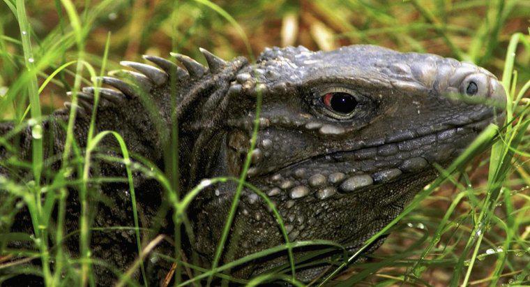 ¿Puedes tener un dragón de Komodo como mascota?