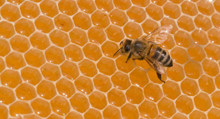 ¿Cuánto pesa una abeja?
