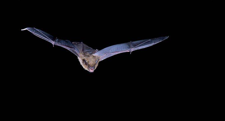 ¿Cuántos insectos come un murciélago en una noche?